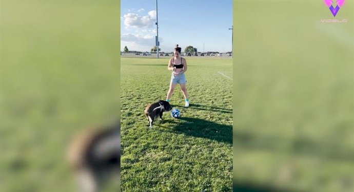 Esta divertidísima grabación muestra a un cerdo probando suerte como estrella de fútbol