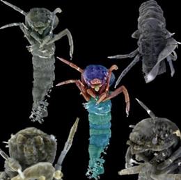 Detalle de una tomografía de una larva de tricóptero conservada en una de las piezas de ámbar analizadas