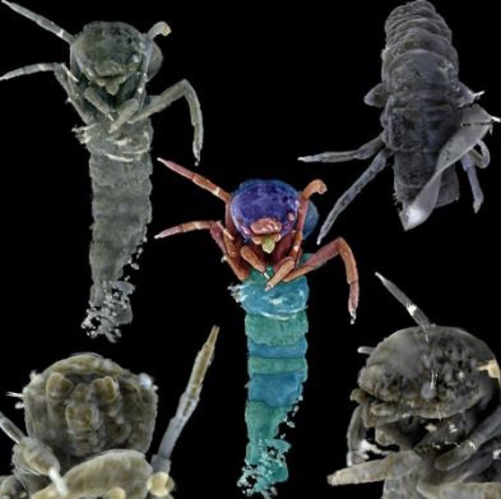 Detalle de una tomografía de una larva de tricóptero conservada en una de las piezas de ámbar analizadas