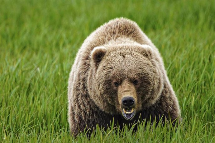 Archivo - Oso grizzly en Alaska en una imagen de archivo