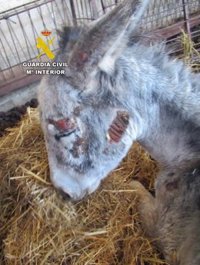 Investigado un vecino de La Nava de Santiago por tener seis perros y dos asnos destrunidos y desatendidos