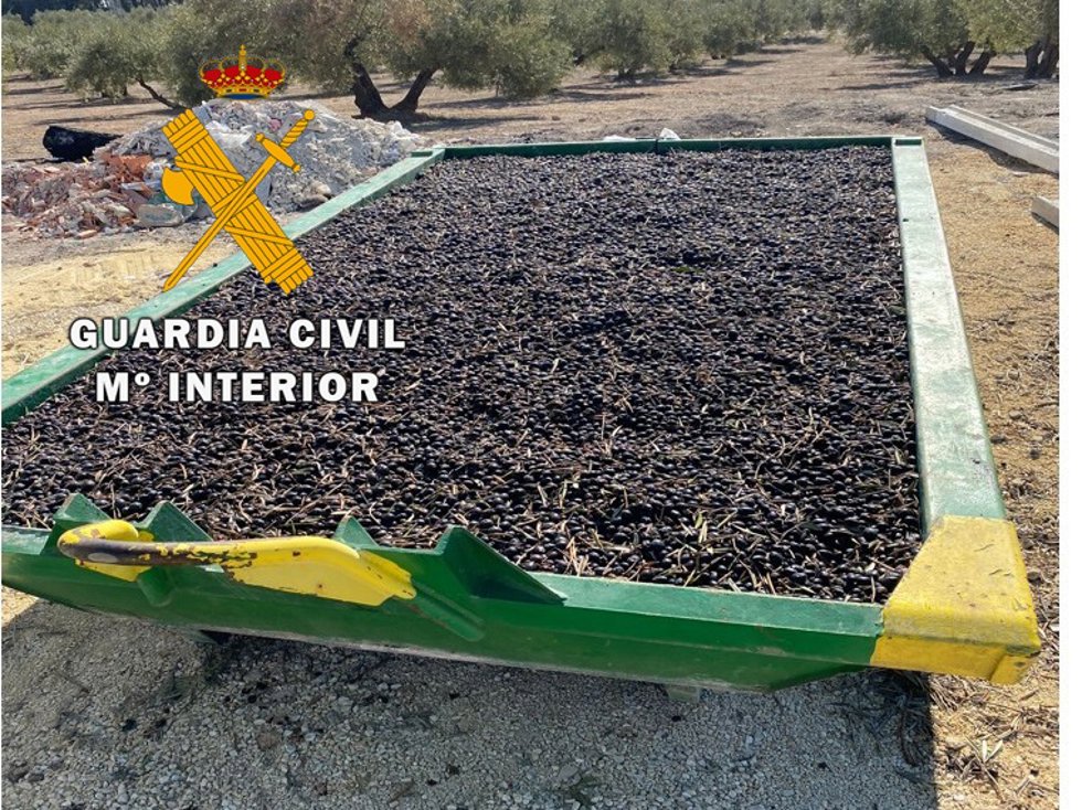 Archivo - Imagen de archivo de aceituna robada y recuperada por la Guardia Civil.