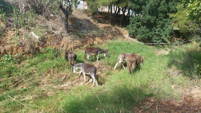 El Ayuntamiento de Marratxí lleva a cabo la limpieza de los torrentes Gros y Coanegra. Natura Parc colabora con el Consistorio a través de seis asnos que eliminan la vegetación de manera natural