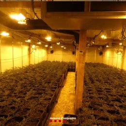 La plantación de marihuana en una finca rústica en Santa Eullia de Ronana (Barcelona)