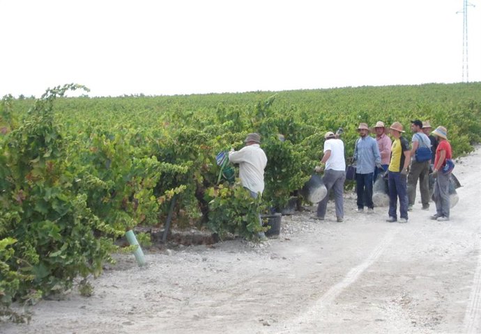 Vendimia en viñedos del marco Montilla-Moriles.