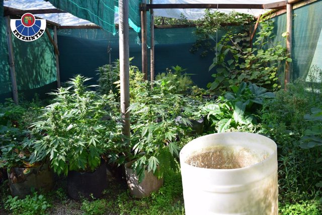 Plantación de marihuana intervenida en Álava