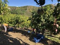 El Colegio de Economistas de Málaga urge a adaptar los cultivos en la provincia a los recursos hídricos disponibles