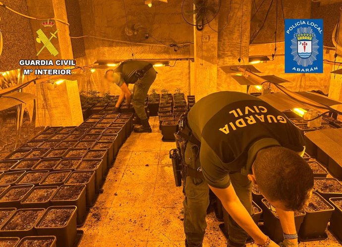 Imagen de la plantación intervenida por la Guardia Civil