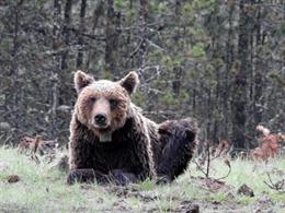 Oso pardo macho marcado con GPS en el Parque Natural Zlatibor, Serbia.