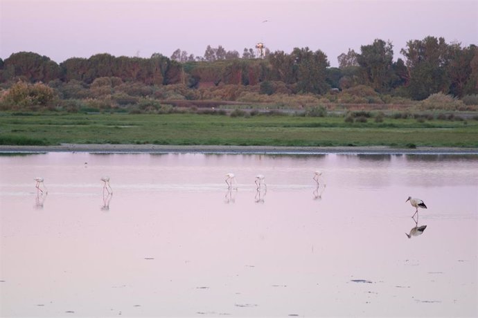 Marisma de las Madres de El Rocío.