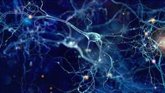 Foto: La proteína Kidins220 es clave en la supervivencia de células madre neurales y la neurogénesis en el cerebro adulto