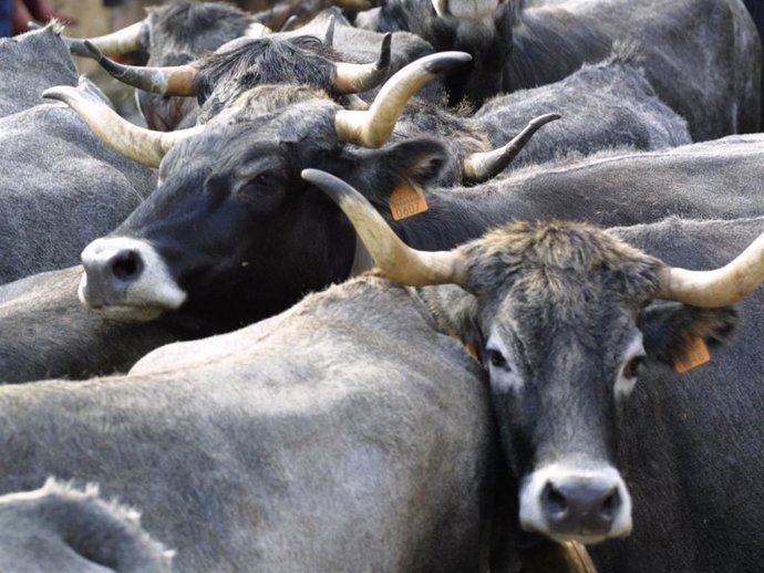 Archivo - Vacas tudancas.- Archivo