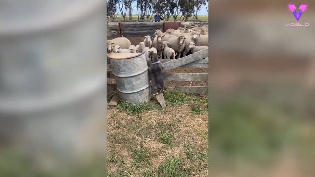 Un bulldog francés provoca el caos en una granja trabajando como 'perro pastor'