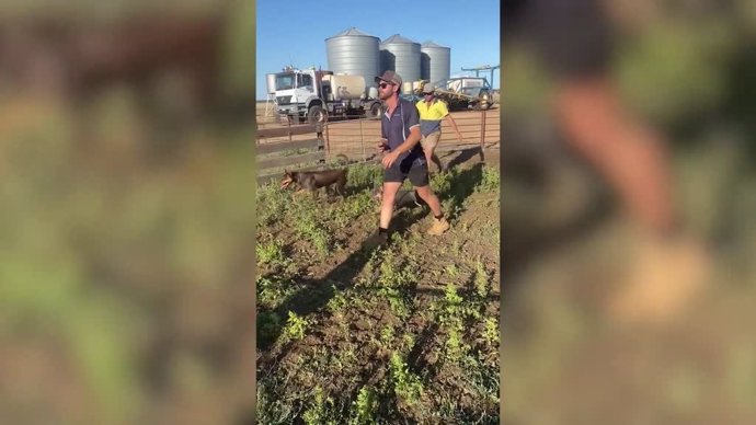 Un bulldog francés provoca el caos en una granja trabajando como 'perro pastor'