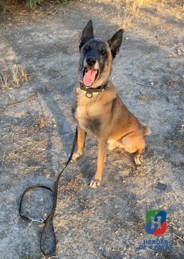 Aron busca un hogar tras jubilarse como perro de la Policía Local de Loja (Granada).