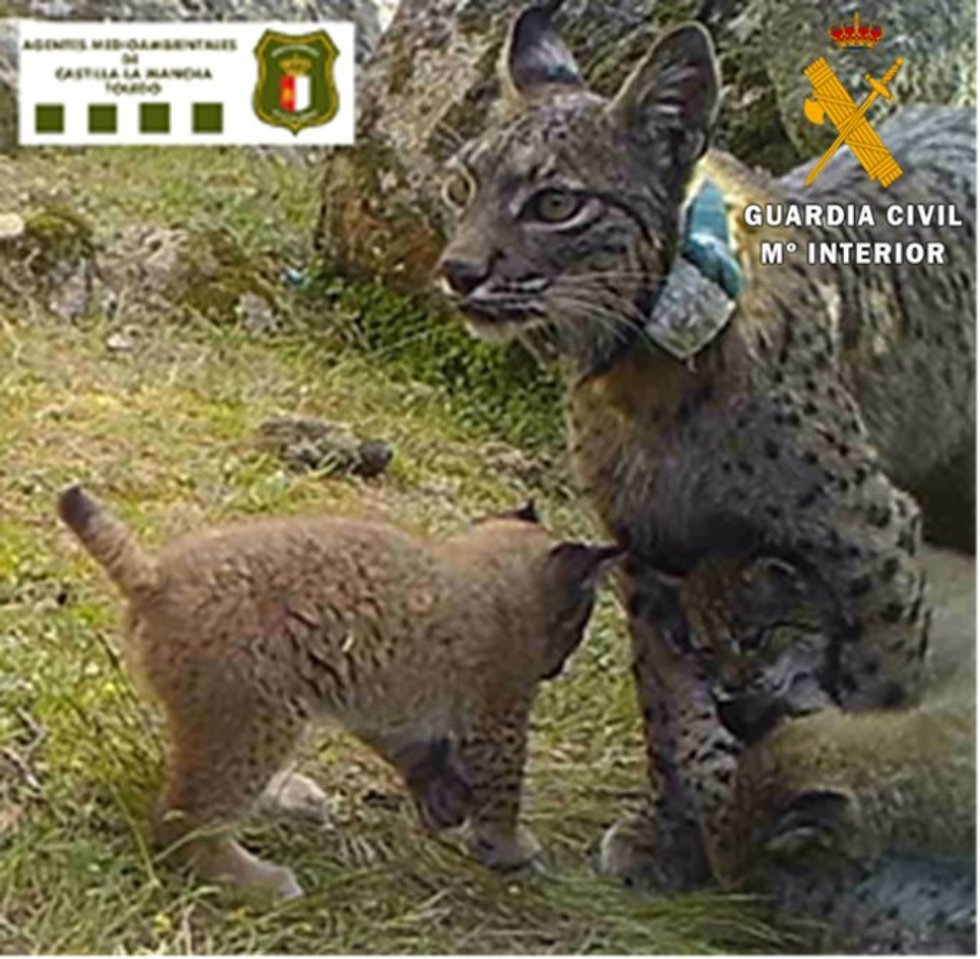 Archivo - Lince Nenúfar.