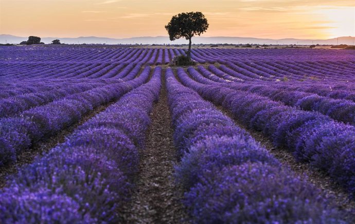 Archivo - Un campo de lavanda, 