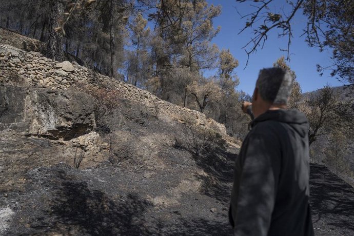 Archivo - Efectos de un incendio forestal