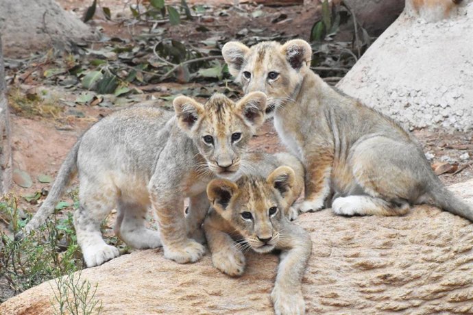 Terra Natura Murcia celebra el nacimiento de tres leones africanos