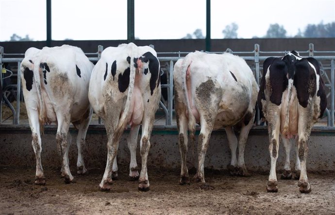 Archivo - Varias vacas lecheras, de la raza bovina frisona, comen pienso y cereales.