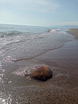 Archivo - Una medusa en una playa de Almería.