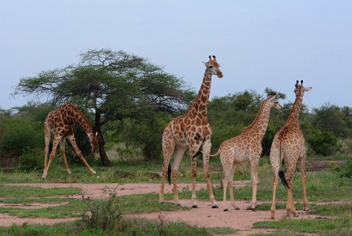 Jirafas en el Parque Nacional Kruger