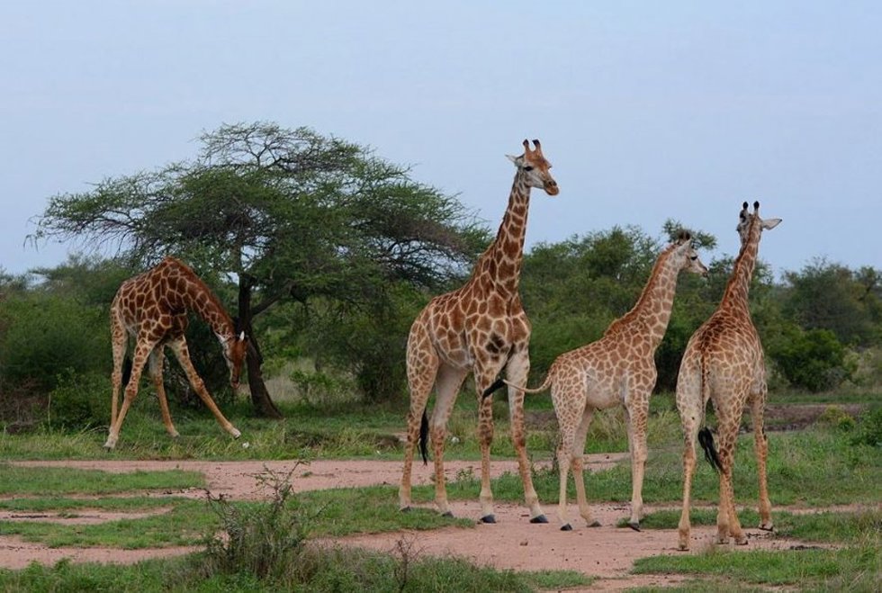 Jirafas en el Parque Nacional Kruger