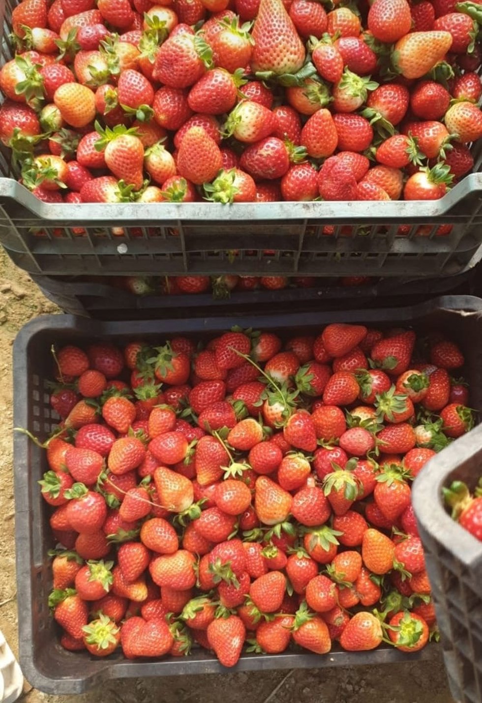 Archivo - Fresas de Huelva.