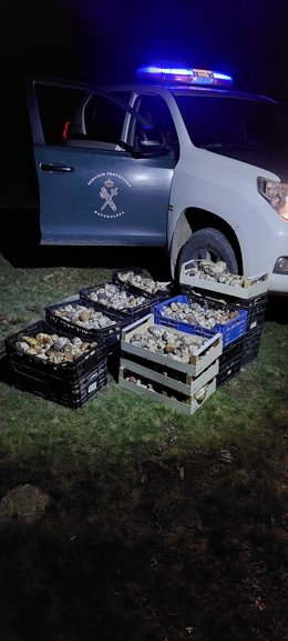 Foto de archivo de la Guardia Civil de Soria sobre el Boleuts Edulis incautado