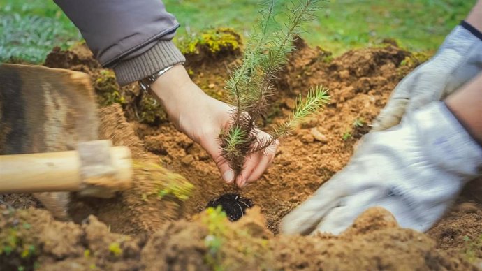 Proyecto de reforestación entre Kaylon y Reforesfy