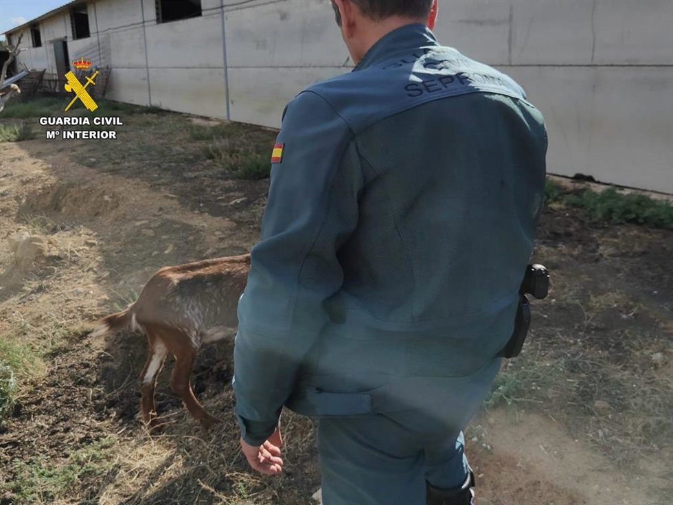 Agente del Seprona en explotación ganadera