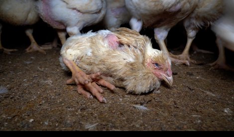 Comunicados Sociedad