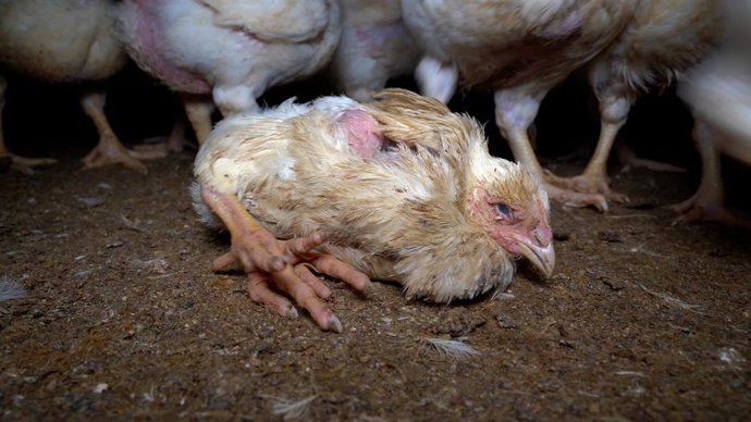 Pollo gravemente enfermo con las patas deformadas y sin poder sostenerse en pie