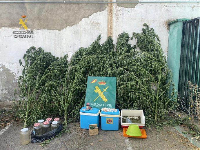 Detenido el propietario de un invernadero de marihuana descubierto en Vega de Infanzones (León).