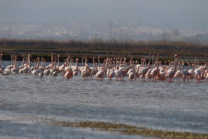 Flamencos en el humedal de Sueca, en lAlbufera.