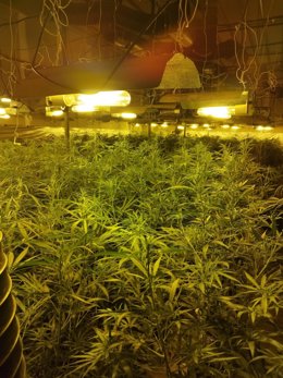 Imagen de las plantas intervenidas en Lleida