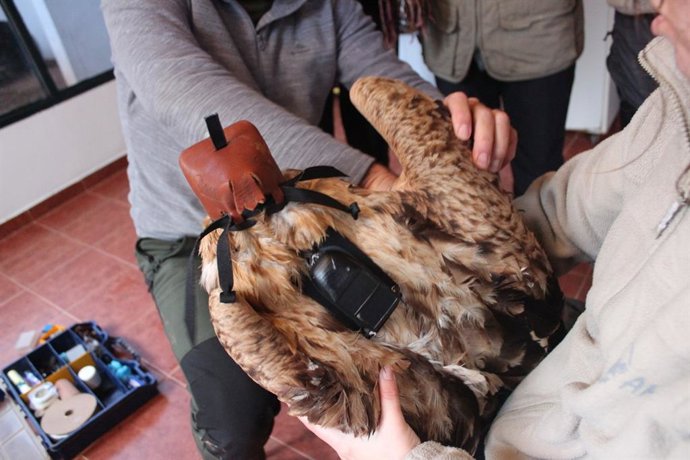 Animal atendido por AMUS