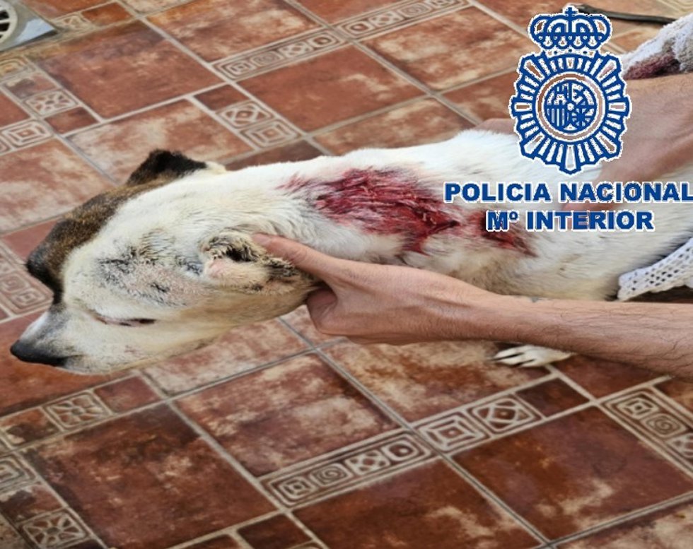 Perro herido