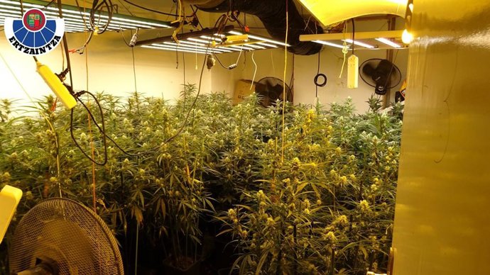 Plantación de marihuana desmantelada en Barakaldo (Bizkaia)