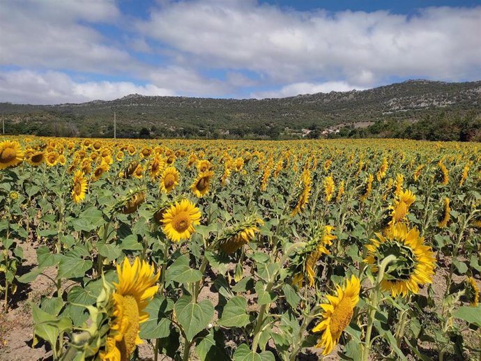 Archivo - Pesca.- Gobierno Vasco abre las ayudas a la transformación y comercialización de productos agrarios, alimentarios y pesca