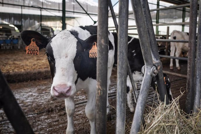 Archivo - Una vaca en una granja.