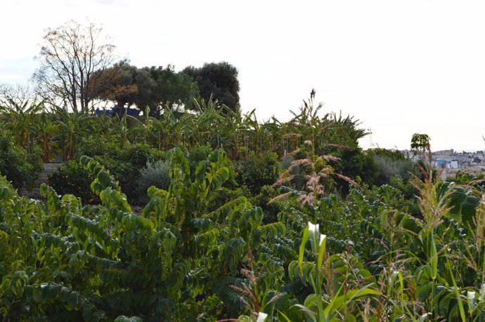 Archivo - Cultivo de subtropicales en Motril.