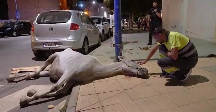 Yegua encontrada desnutrida en Almería