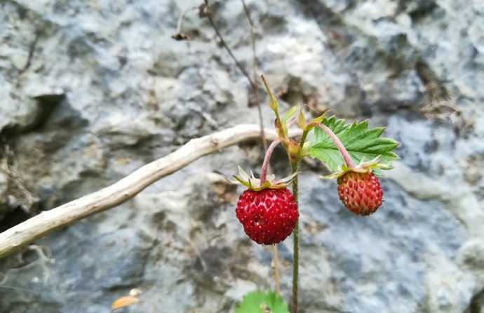 Los expertos centran la herramienta en la producción semanal de frutos rojos como fresas, arándanos y frambuesas.