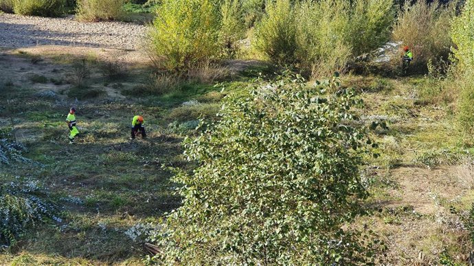 Limpieza y desbroce en el Puente de San Marcos.