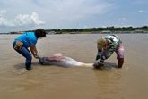 Foto: Brasil.- Veterinarios de l'Oceanogrfic y de varios países participan en el operativo de rescate de los delfines en el Amazonas