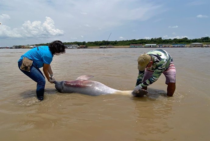 Delfín en el Amazonas