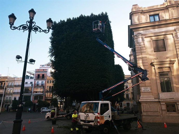 Labores de poda en uno de los laureles de la Plaza de San Francisco.