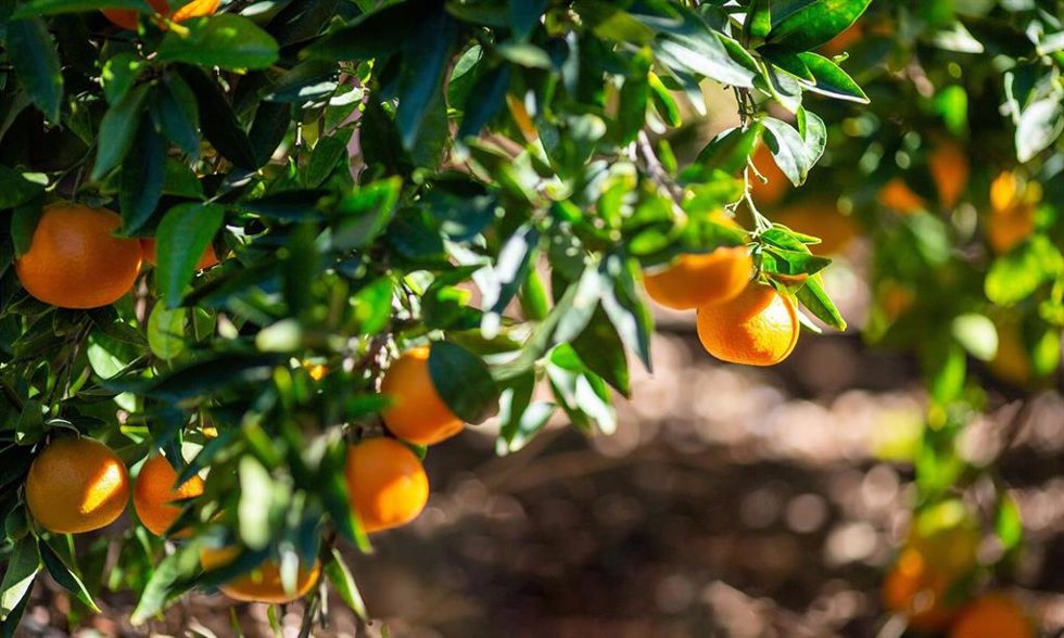 Mandarinas en campo
