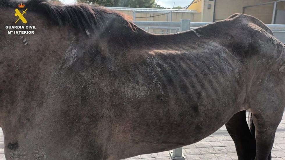 Estado que presentaba la yegua localizada en una caballeriza de Tablada, en Sevilla capital.